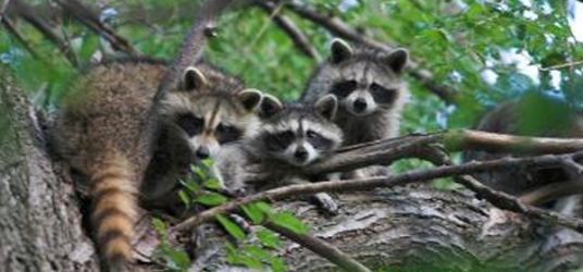 A photo of 3 raccoons on a tree