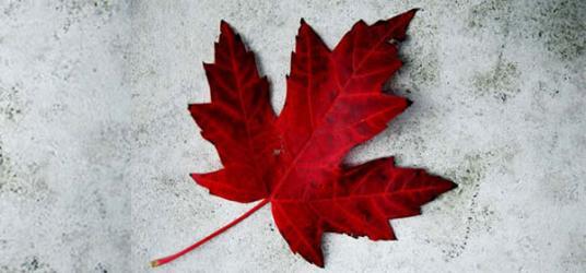 Picture of the maple leaf