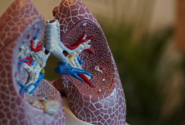 A pair of lungs