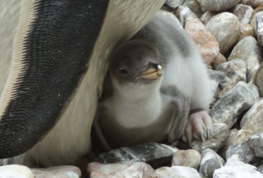 baby penguin