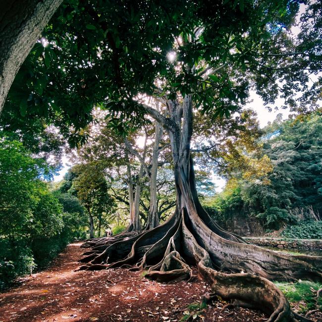 Image of a large tree with long-reaching roots