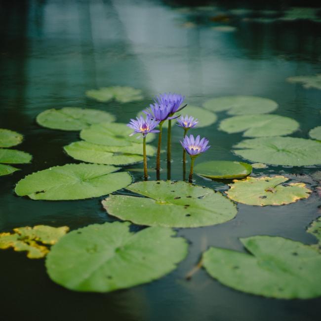 pond with blooming lotus
