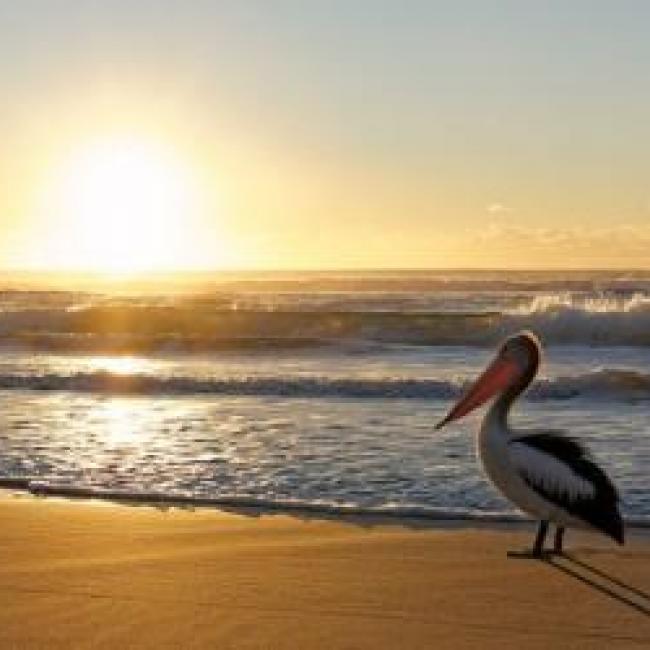 Seagull on a beach