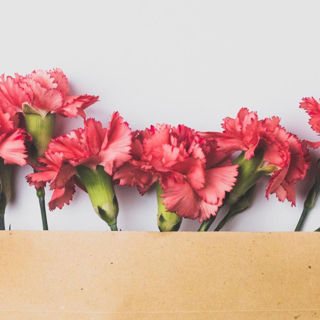 Pink carnations coming out of a manila envelope