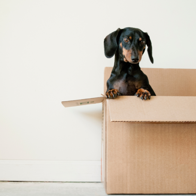 A wiener dog sitting in a box.