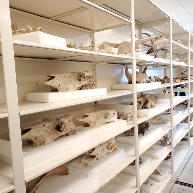 A shelf of ungulate skulls