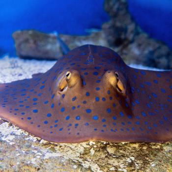 stingray up close